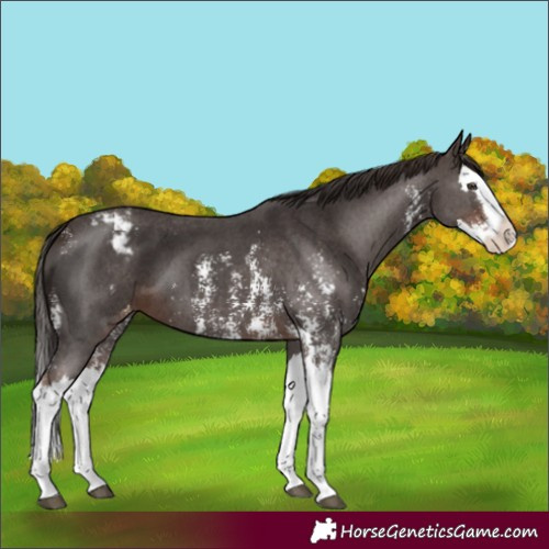 Horse Color:Liver Chestnut Sabino Splash Appaloosa and Liver Chestnut Sabino Splash Appaloosa