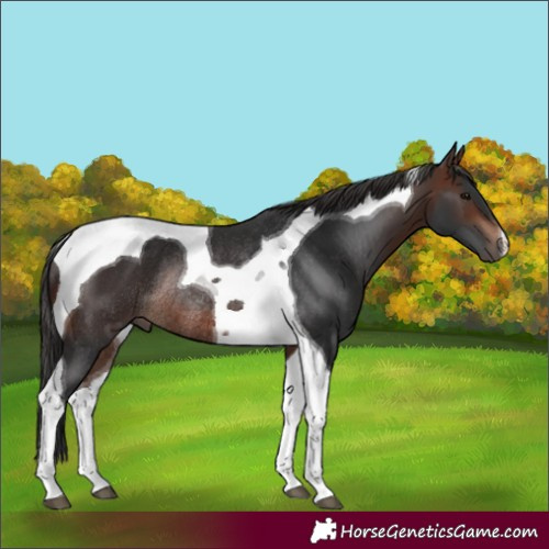 Horse Color:Brown Tobiano Rabicano