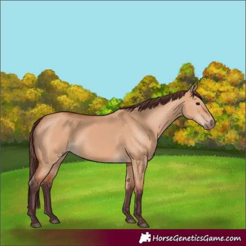 Horse Color:Chocolate Bay Dun