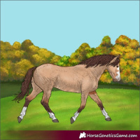 Horse Color:Chocolate Bay Dun