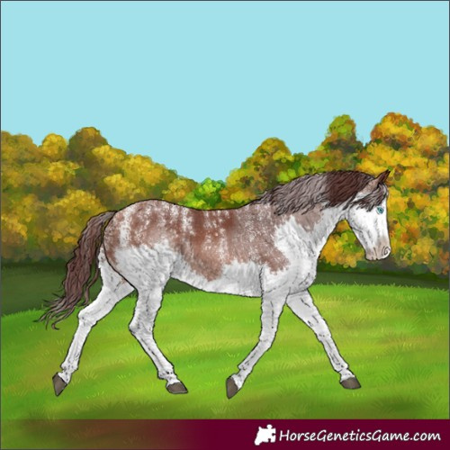 Horse Color:Powder White Chocolate Bay Splash