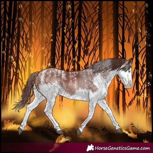 Horse Color:Powder White Chocolate Bay Splash 