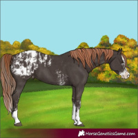 Horse Color:Liver Chestnut Sabino Splash Appaloosa  and Liver Chestnut Sabino Splash Appaloosa 