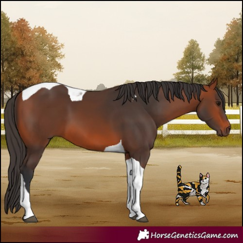 Horse Color:Bay Tobiano
