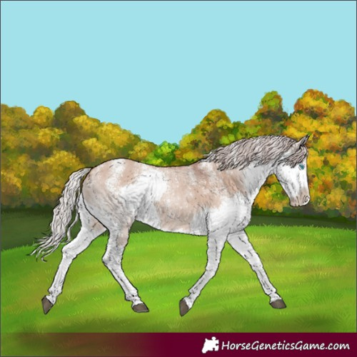 Horse Color:Powder White Chocolate Silver Brown Dun Splash Rabicano