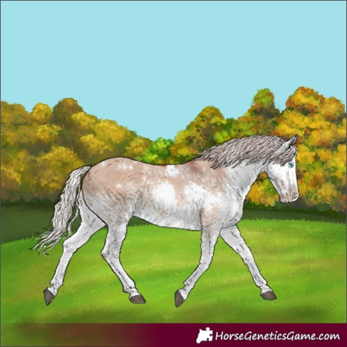 Horse Color:White Spotted Chocolate Silver Brown Dun Splash Rabicano