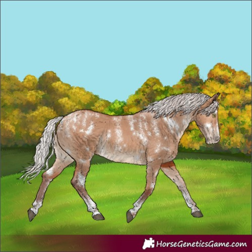Horse Color:Powder White White Spotted Chocolate Silver Bay Dun Rabicano