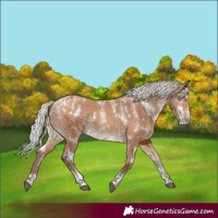Horse Color:Powder White White Spotted Chocolate Silver Bay Dun Rabicano