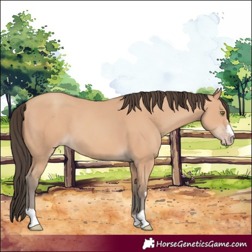 Horse Color:Amber Champagne