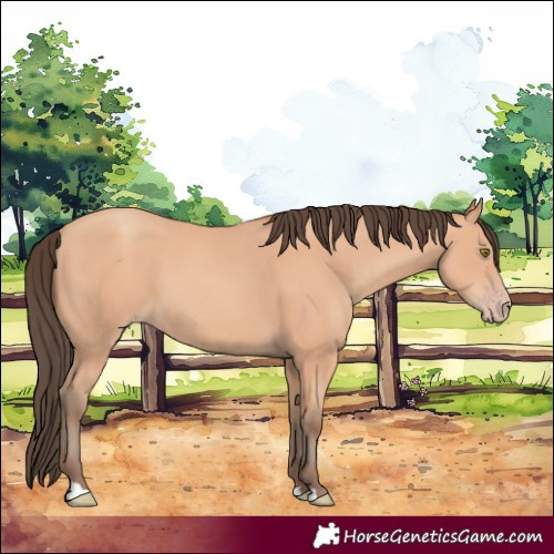 Horse Color:Amber Champagne 