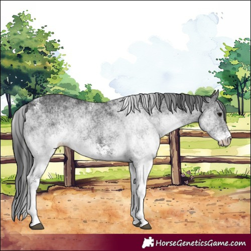 Horse Color:White Spotted Black
