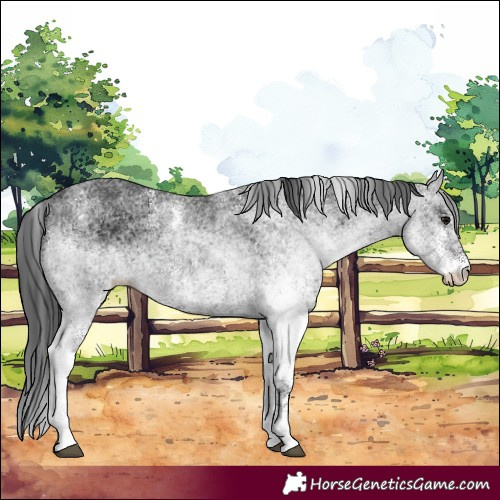 Horse Color:White Spotted Black 