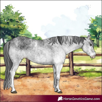 Horse Color:White Spotted Black 