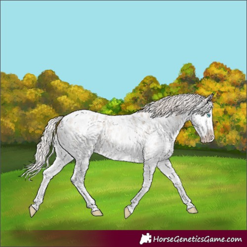 Horse Color:Powder White Silver Bay Roan Dun Splash Appaloosa 