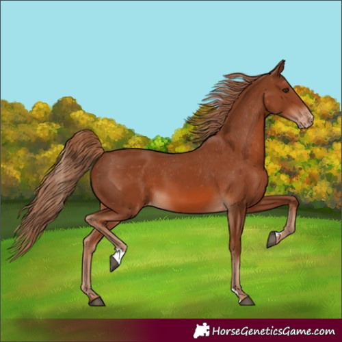 Horse Color:Unknown 