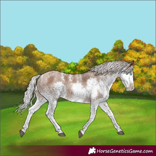 Horse Color:Powder White Silver Bay Dun Splash Rabicano 