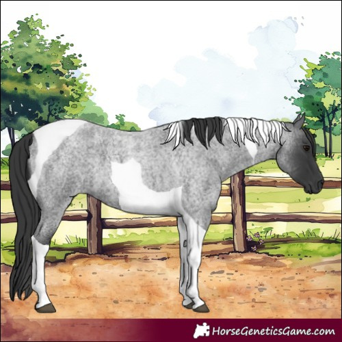 Horse Color:Blue Roan Tobiano 