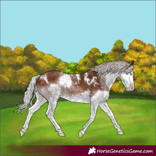 Horse Color:White Spotted Silver Bay Splash Rabicano 