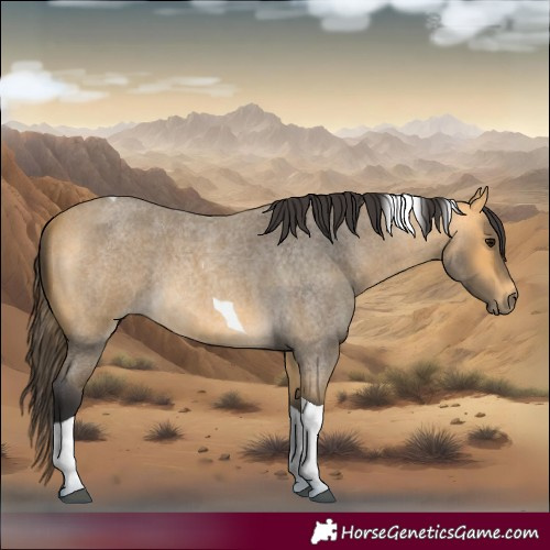 Horse Color:Buckskin Roan Tobiano