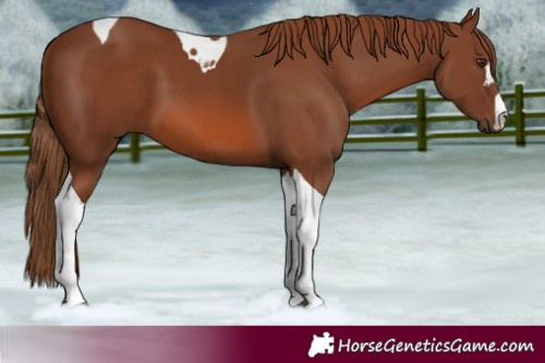 Horse Color:Chestnut Tobiano 