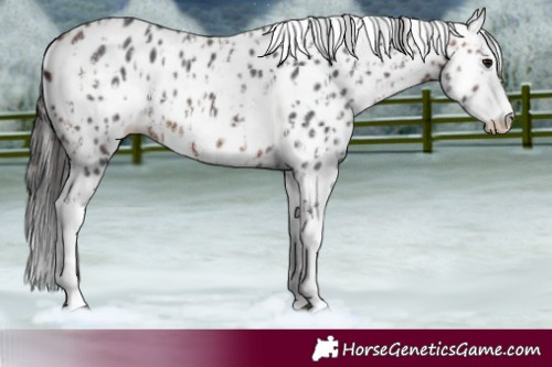 Horse Color:Bay Sabino Splash Leopard and Bay Sabino Splash Leopard