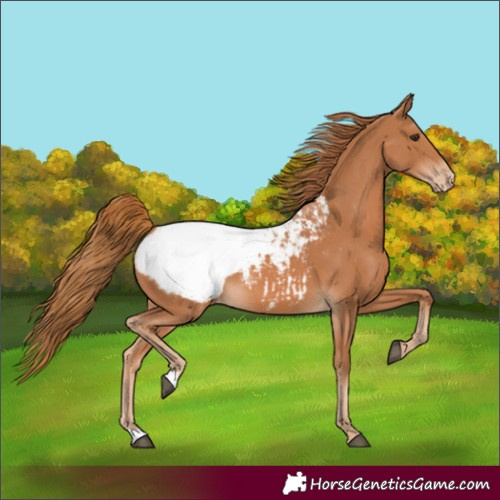Horse Color:Unknown 