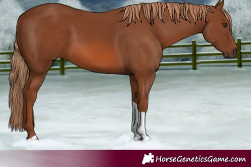 Horse Color:Chestnut Tobiano