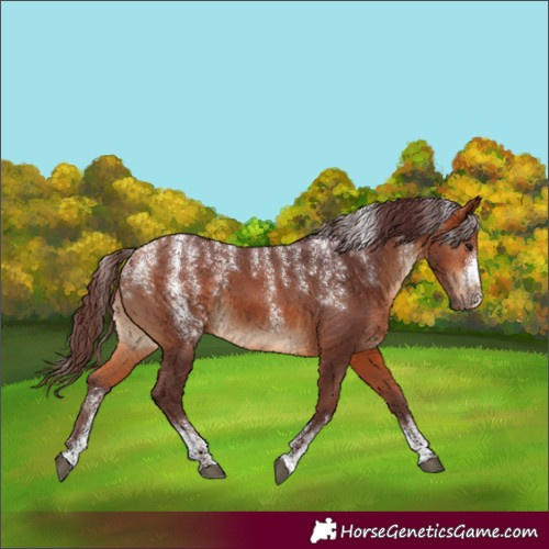 Horse Color:Powder White Chocolate Bay 