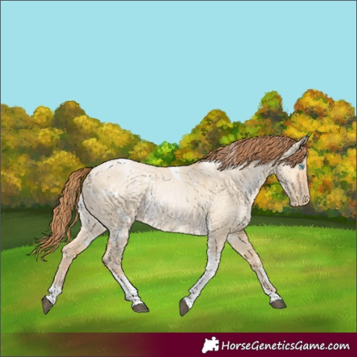Horse Color:White Spotted Bay Snowdrop Pearl Dun Tobiano Rabicano 