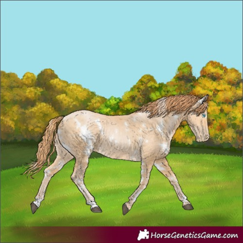 Horse Color:White Spotted Buckskin Pearl 