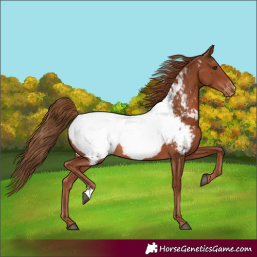 Horse Color:Chestnut Appaloosa 