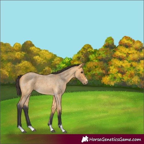 Horse Color:Unknown 