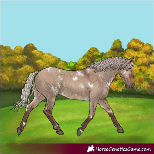Horse Color:White Spotted Chocolate Silver Brown Dun Rabicano