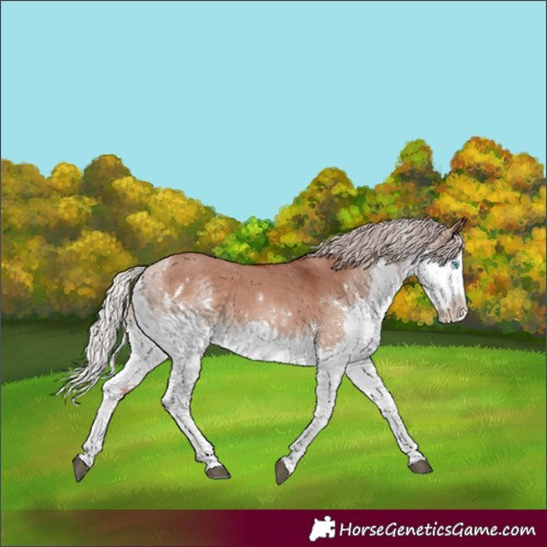 Horse Color:White Spotted Chocolate Silver Brown Dun Splash Rabicano 