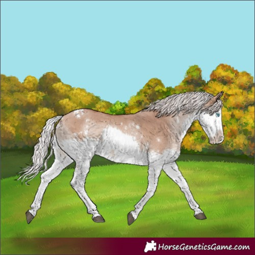 Horse Color:White Spotted Chocolate Silver Brown Dun Splash Rabicano