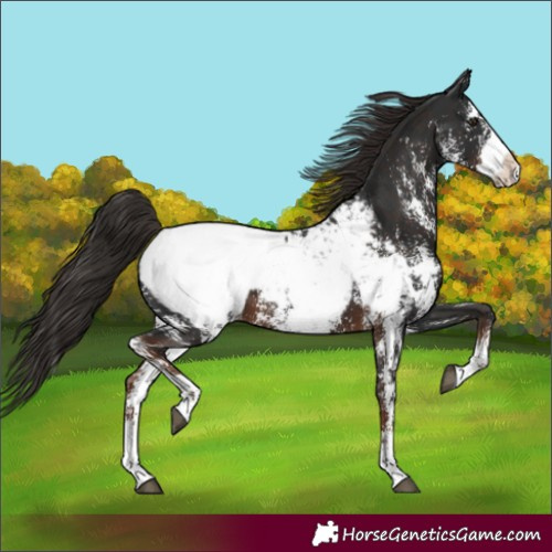 Horse Color:Unknown 