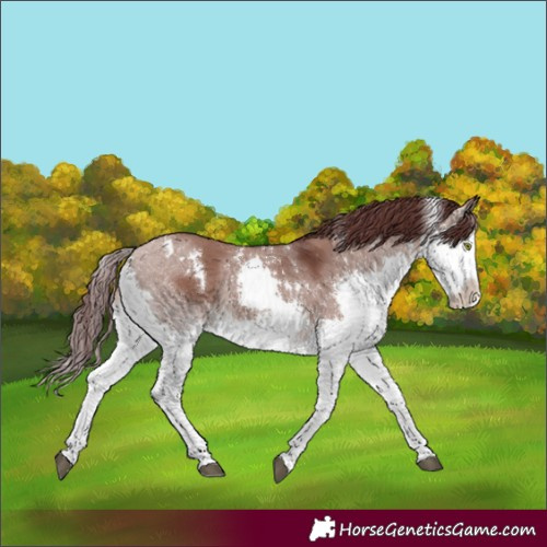 Horse Color:White Spotted Chocolate Brown Dun Splash Rabicano 