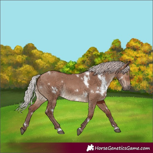 Horse Color:White Spotted Chocolate Silver Brown Dun Rabicano