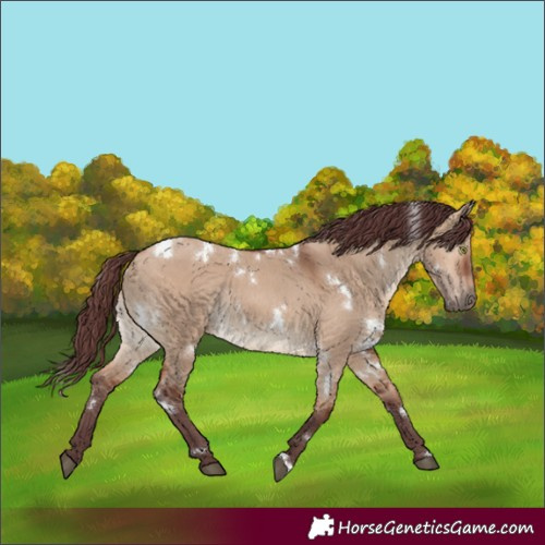 Horse Color:White Spotted Chocolate Brown Dun Rabicano