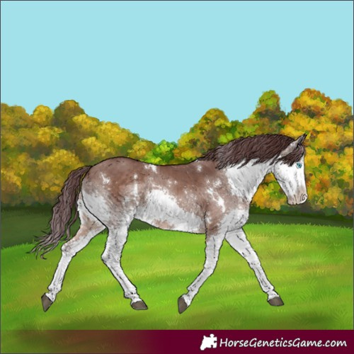 Horse Color:White Spotted Chocolate Brown Dun Splash Rabicano 