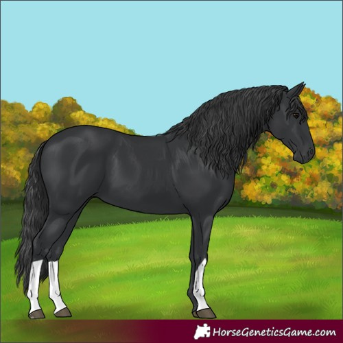 Horse Color:Black 