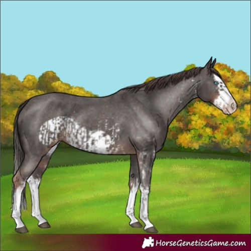 Horse Color:Liver Chestnut Sabino Splash Appaloosa and Liver Chestnut Sabino Splash Frame Appaloosa
