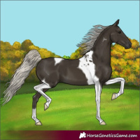 Horse Color:Gray Silver Smoky Black Tobiano 