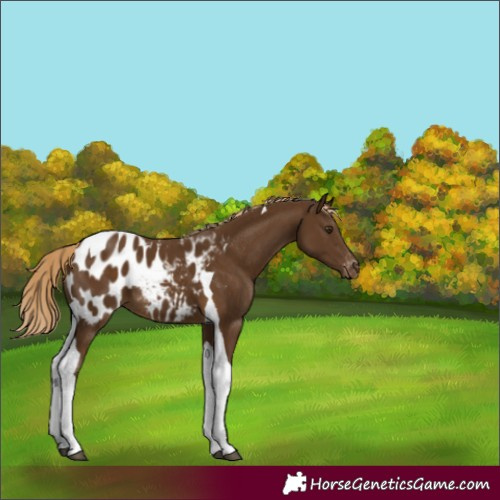 Horse Color:Chocolate Palomino Tobiano Appaloosa 