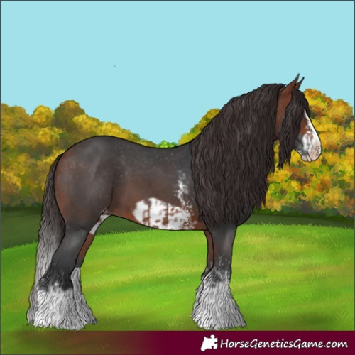 Horse Color:Bay Sabino Splash Appaloosa and Bay Sabino Splash Frame Appaloosa