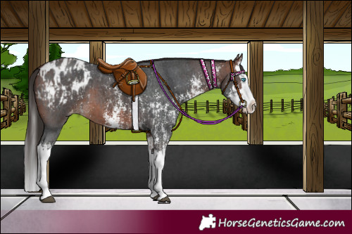 Horse Color:Bay Sabino Splash Appaloosa and Brown Sabino Splash Appaloosa