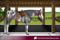 Horse Color:Bay Sabino Splash Blanket  and Brown Sabino Splash Blanket 
