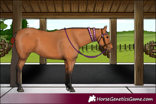 Horse Color:Bay 