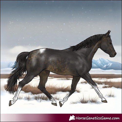 Horse Color:Buckskin Tobiano Rabicano