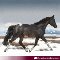 Horse Color:Buckskin Tobiano Rabicano 